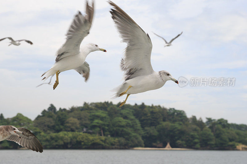 海鸥在天空中飞翔