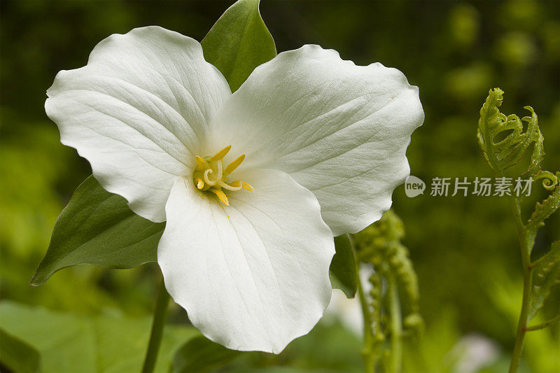 白Trillium(羊藿)