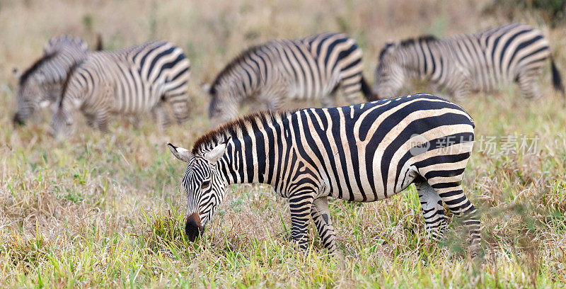 斑马，塔兰吉尔国家公园，坦桑尼亚非洲