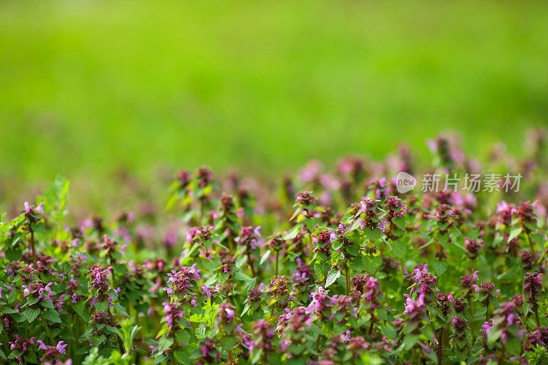 草与野花