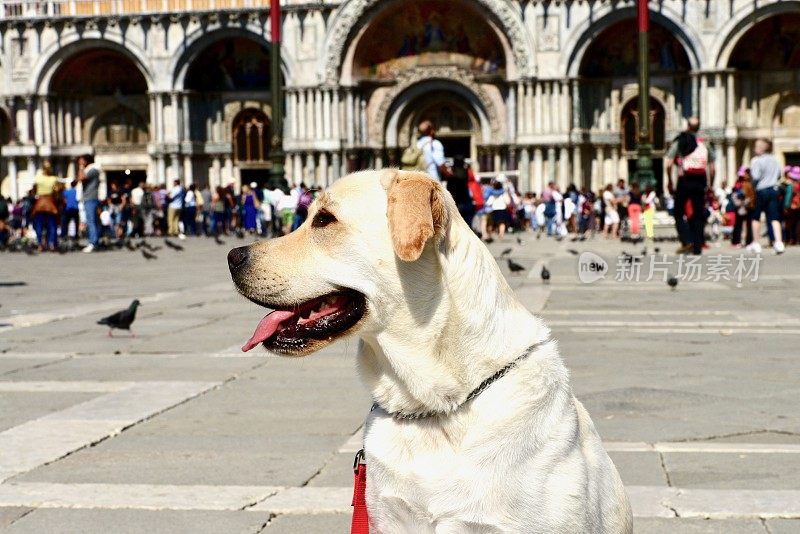 拉布拉多寻回犬