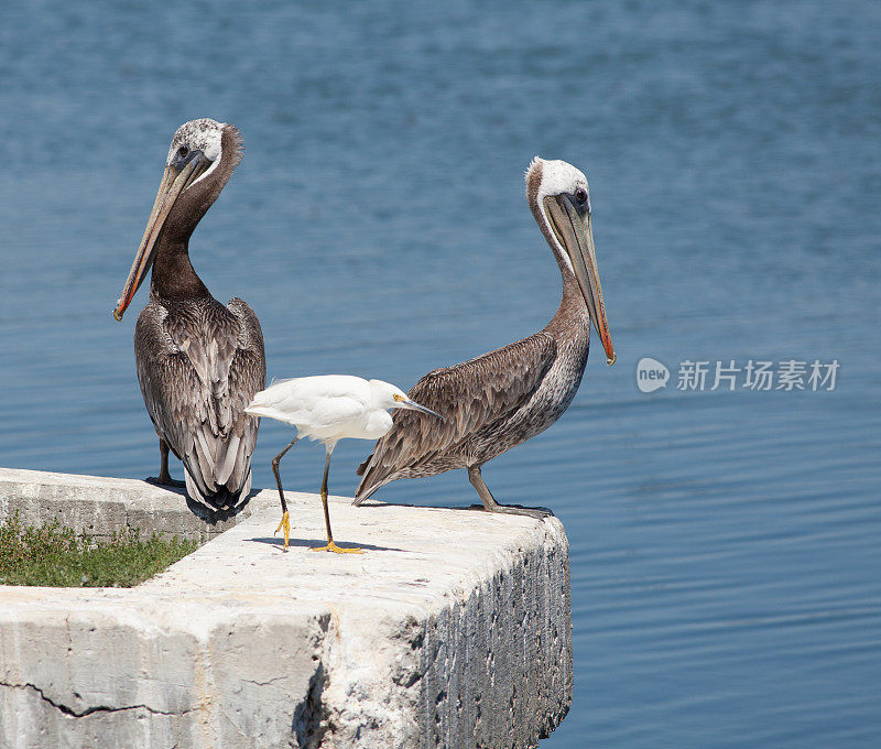 鹈鹕和白鹭