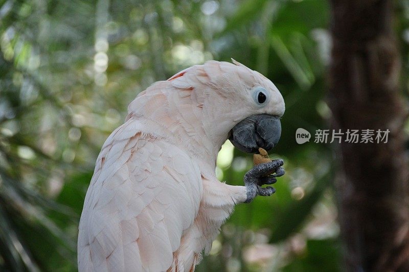 白凤头鹦鹉喂食