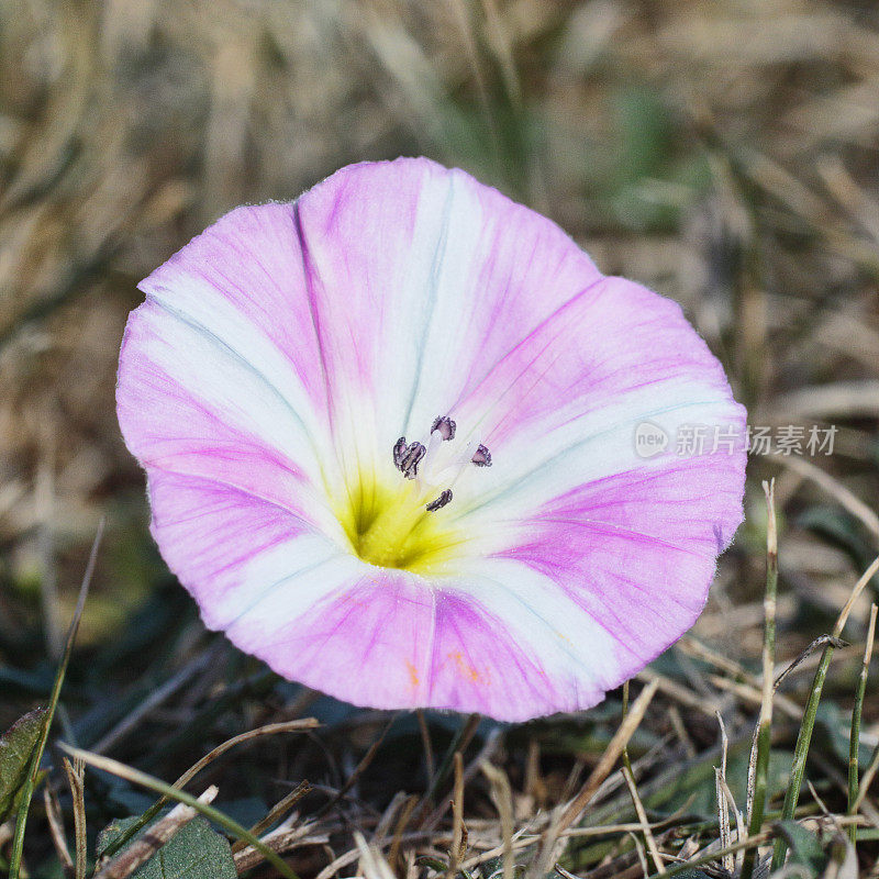 粉红色和白色的花田旋花