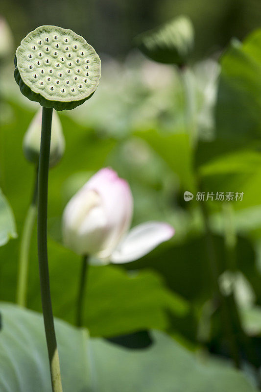 荷花、睡莲、豆荚