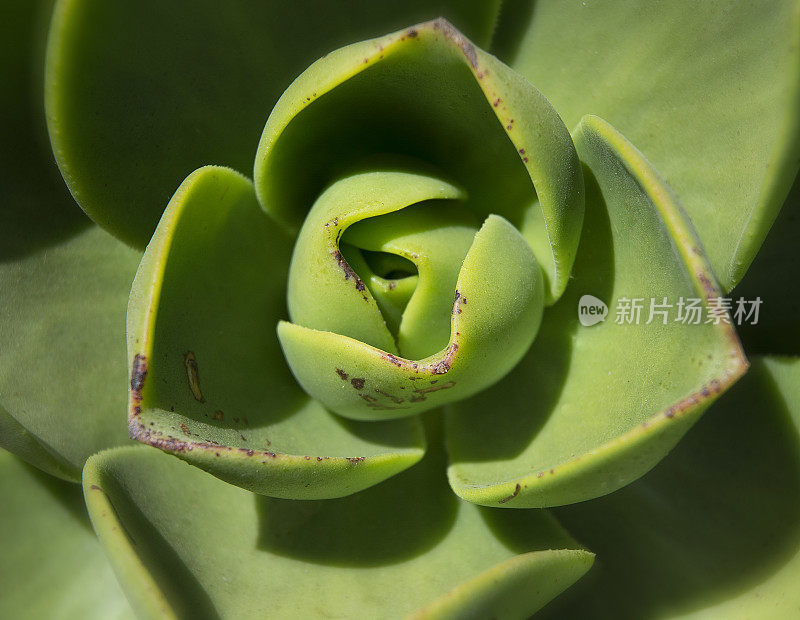 绿色肉质玉植物宏