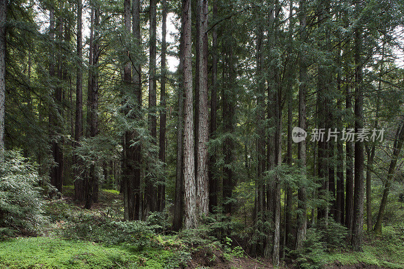 红杉树森林和小径