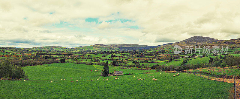 在爱尔兰起伏的山丘上吃草的羊群