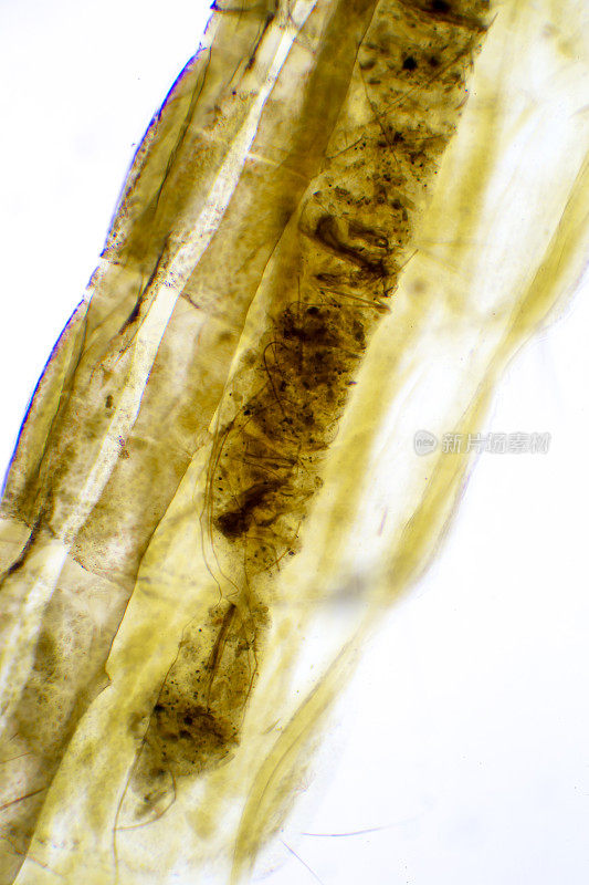 昆虫幼虫的显微图像