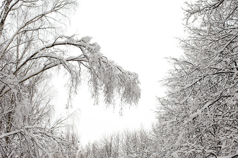 下雪的森林。