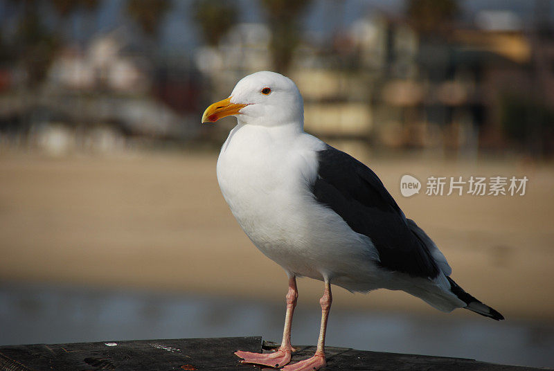 海鸥