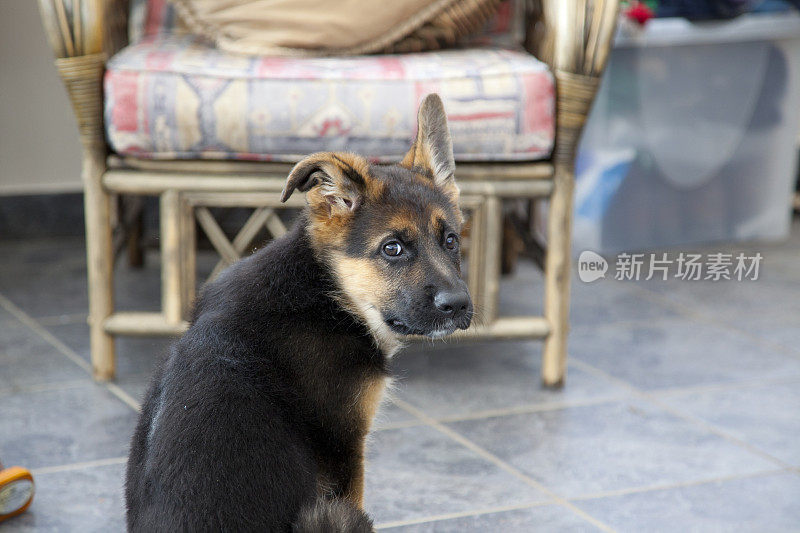 德国牧羊犬的小狗