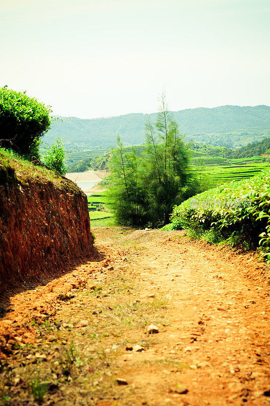 茶园的土路