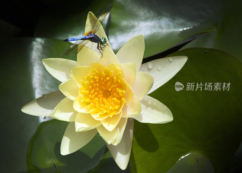 色彩鲜艳的荷花和蜻蜓