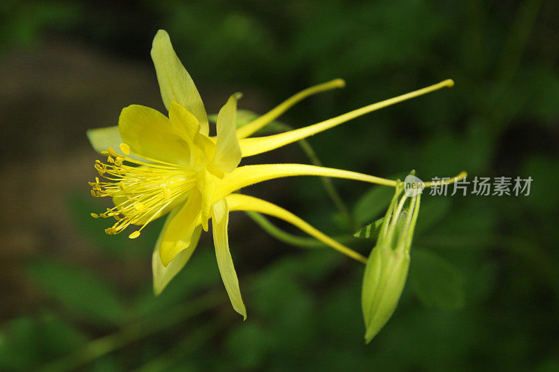 耧斗菜黄毛茛花开花