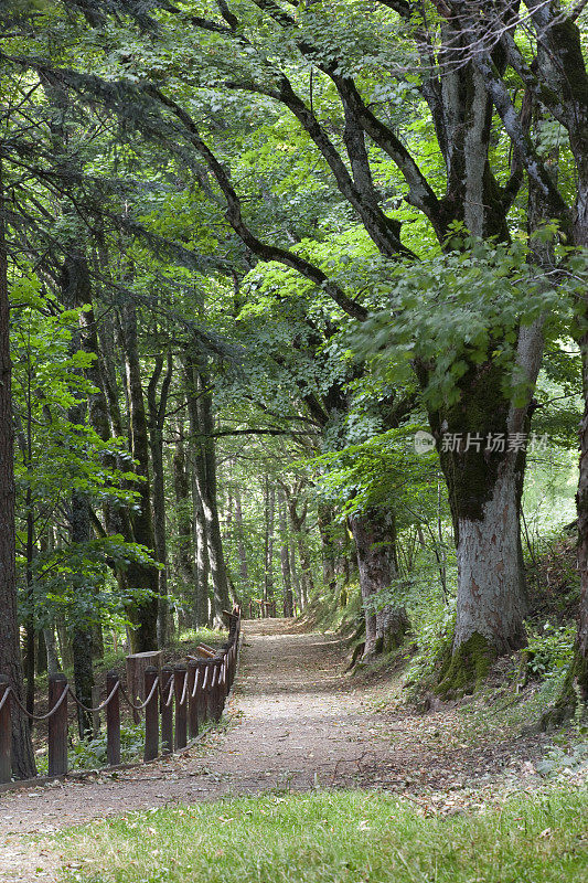 酸橙树大道