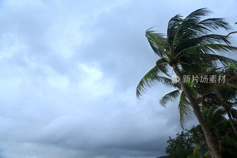 风暴和棕榈树