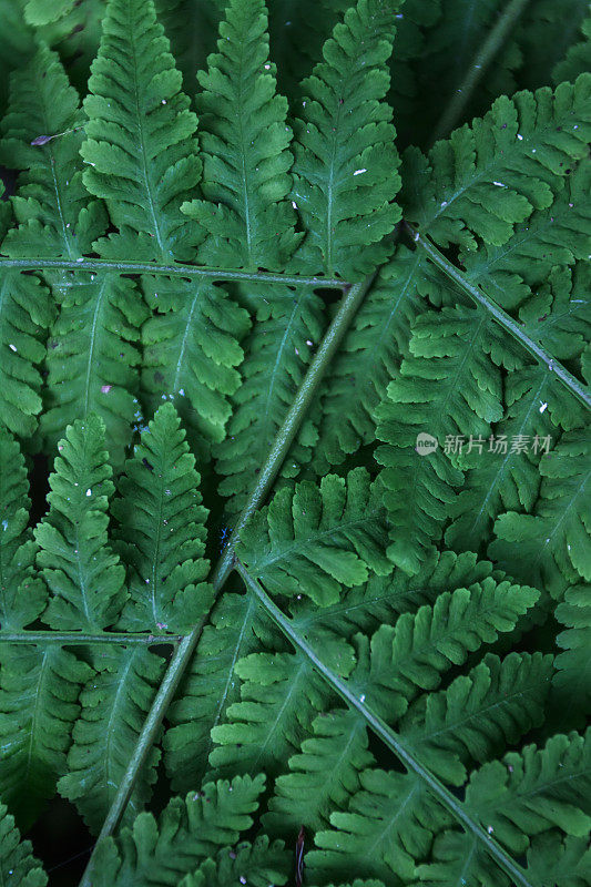 蕨类植物树叶