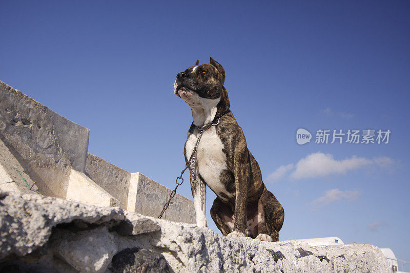 希腊圣托里尼的斗牛犬