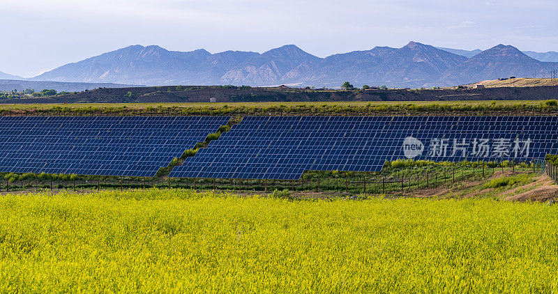 太阳能电池板和黄花阵列