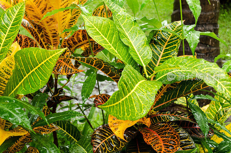斑蝥-巴豆-热带雨中的植物