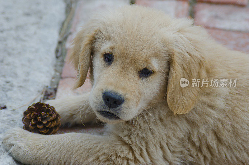 金毛猎犬小狗