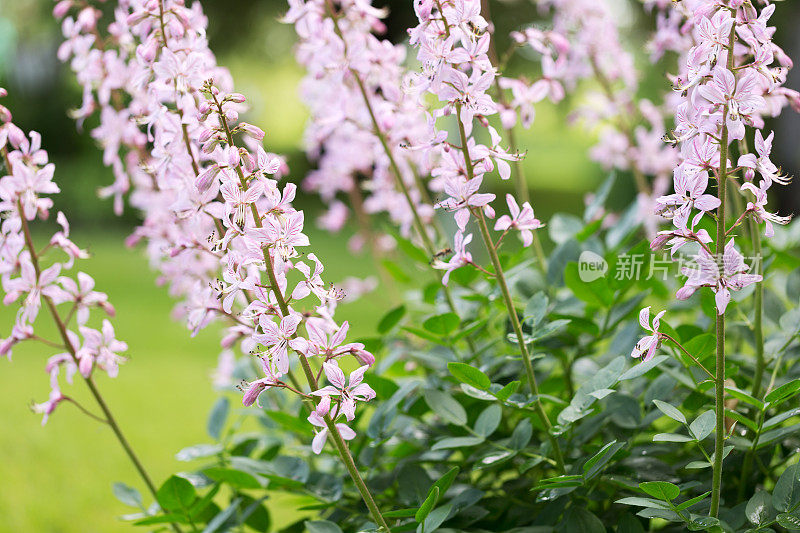 白杨花-气体植物-燃烧灌木