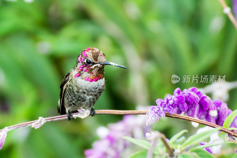 蜂鸟