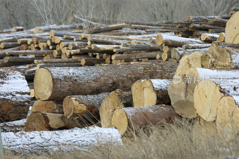 砍伐树木与积雪覆盖的原木和木材加德纳蒙大拿