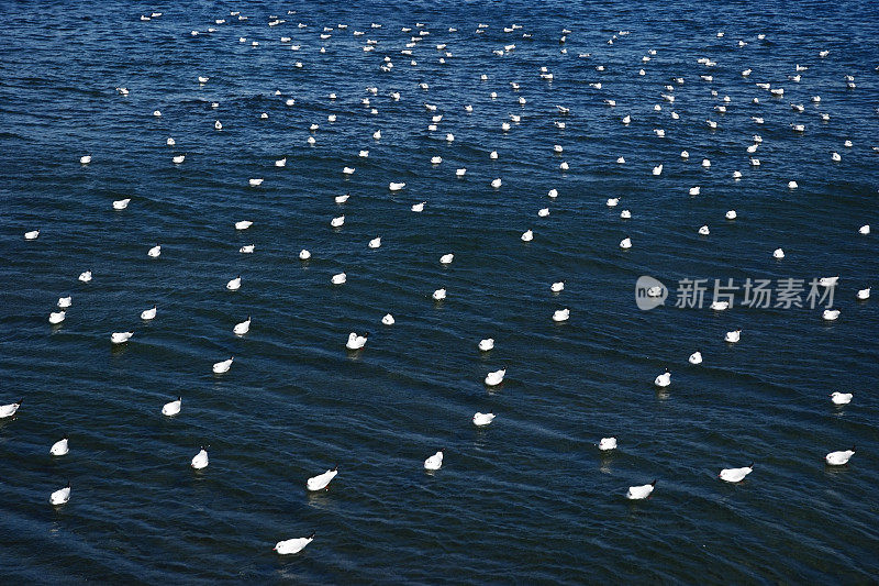 海面上漂浮着许多海鸥