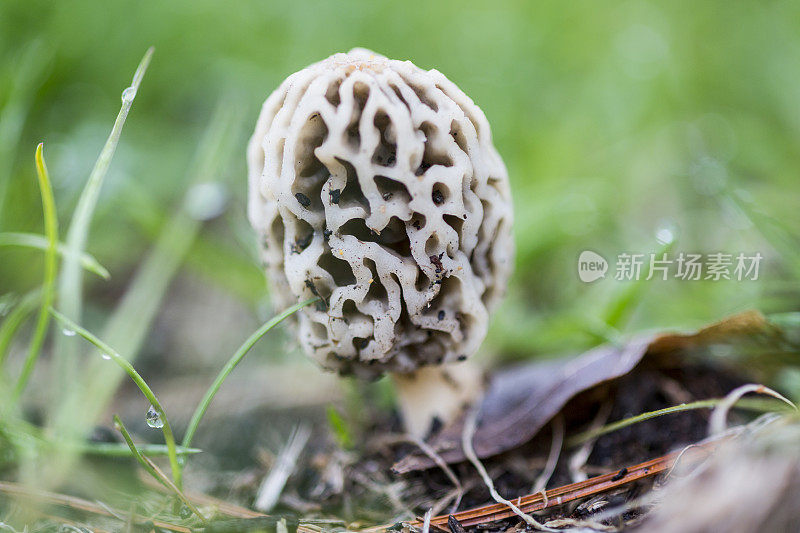 莫雷尔蘑菇