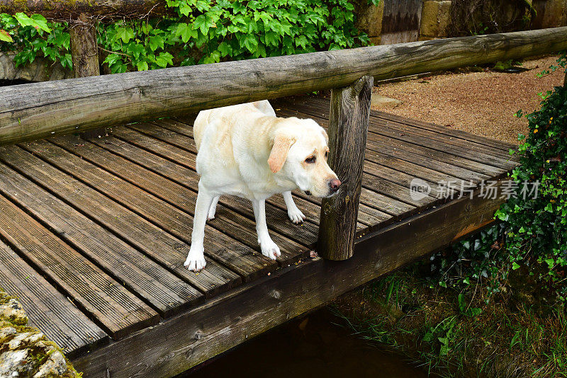 木桥上的拉布拉多寻回犬