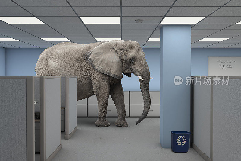大象在房间工作办公室