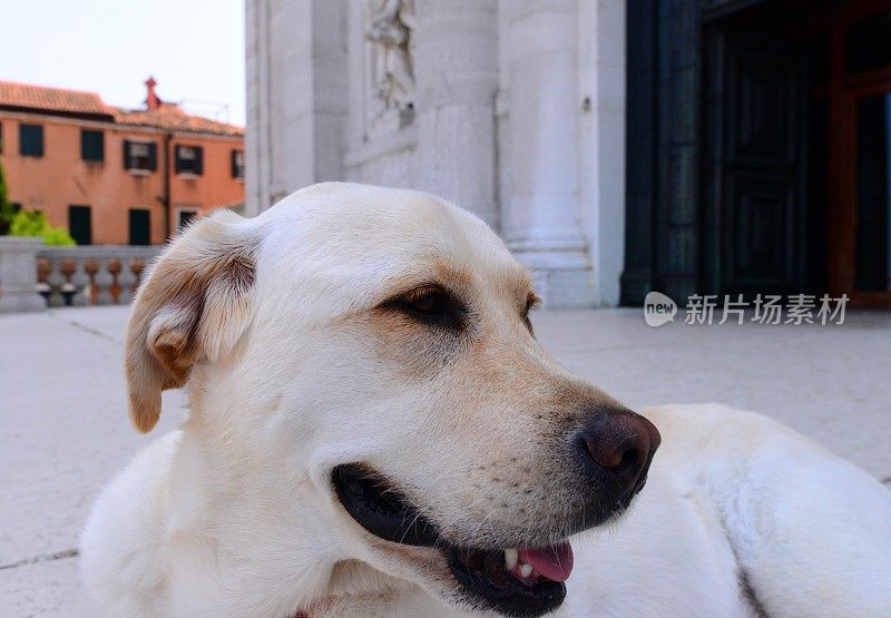 意大利威尼斯的拉布拉多寻回犬