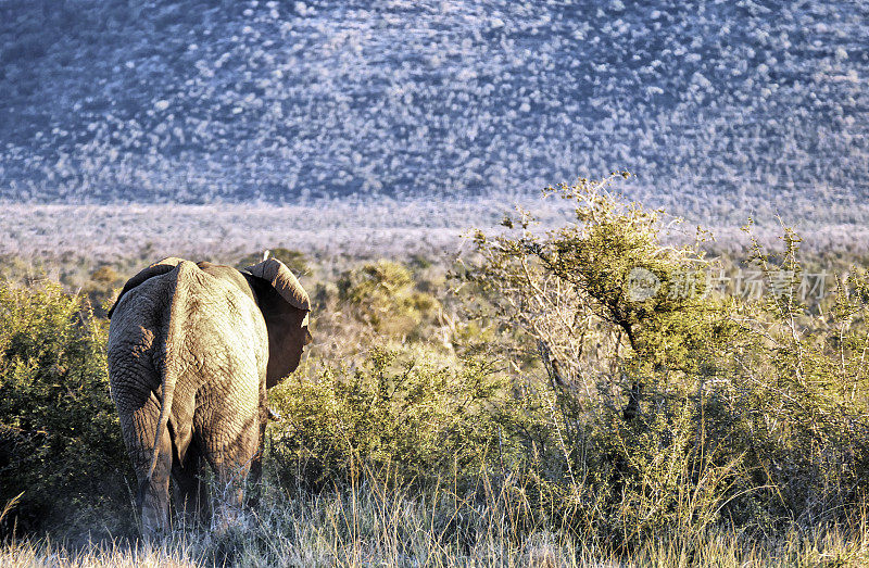 后视图的非洲象回灌木丛在南非马迪克维狩猎保护区