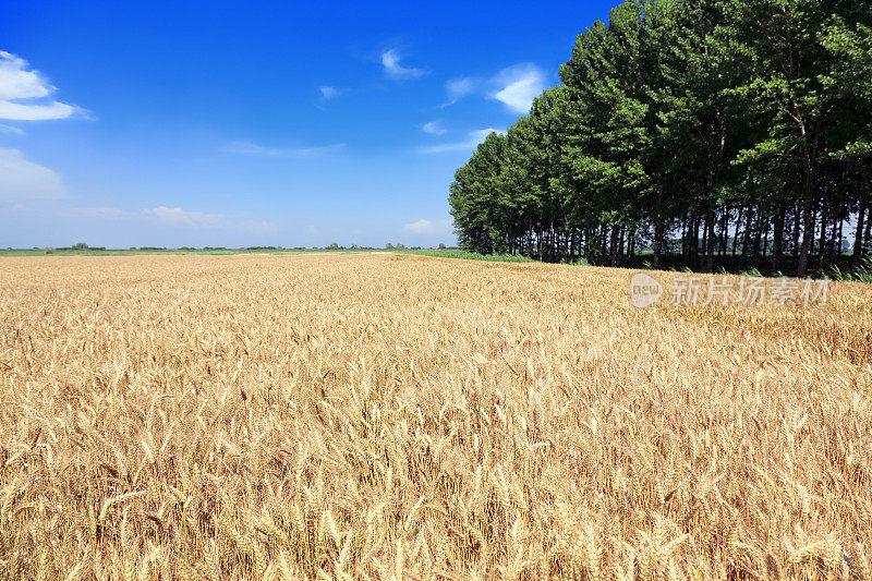 大片成熟的小麦地