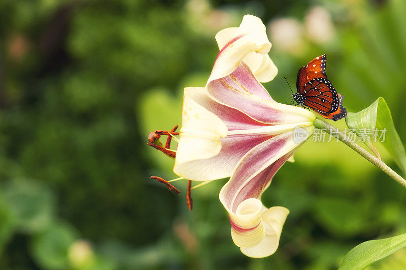 蝴蝶在花园里的百合花后面漫步