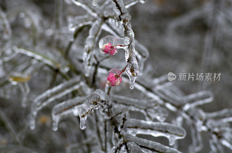 冻雨覆盖了树的花朵