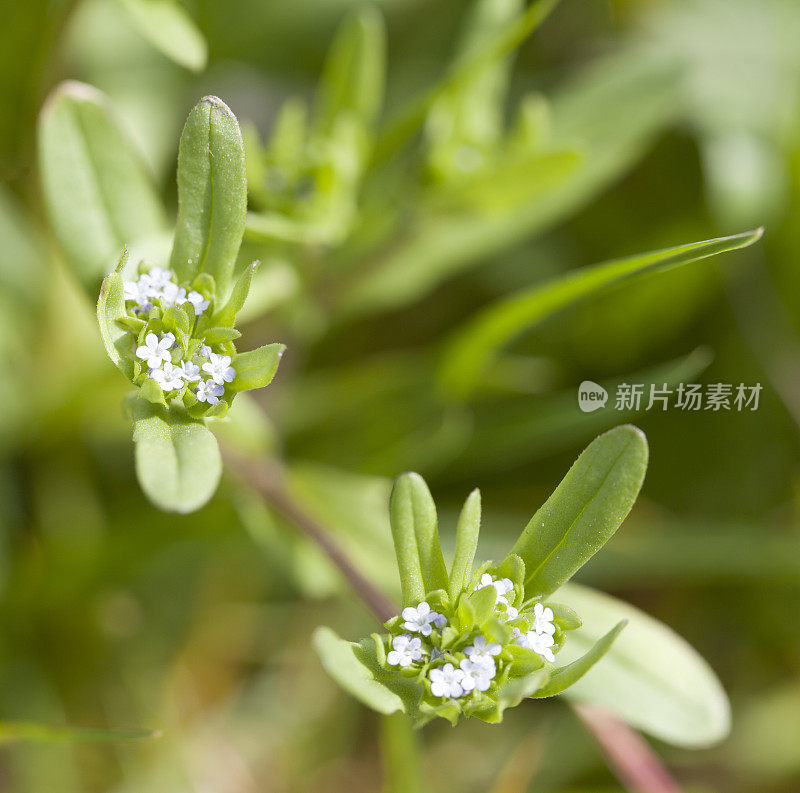 普通玉米沙拉(缬草)