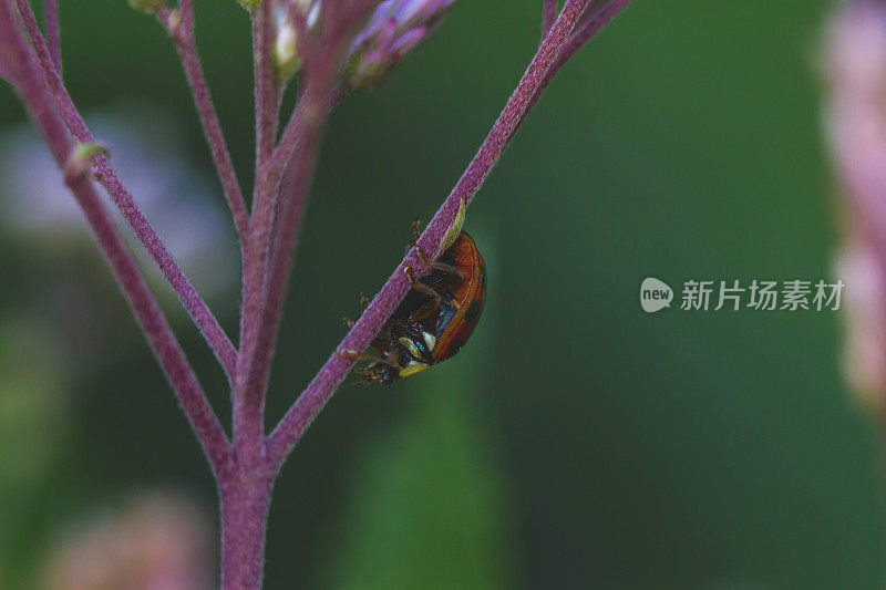 瓢虫在景天花植物上