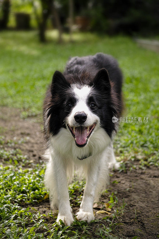 黑色和白色边境牧羊犬与强烈的凝视。