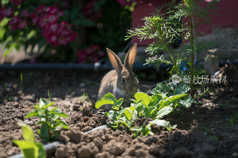 可爱的棉尾兔在花园里吃草