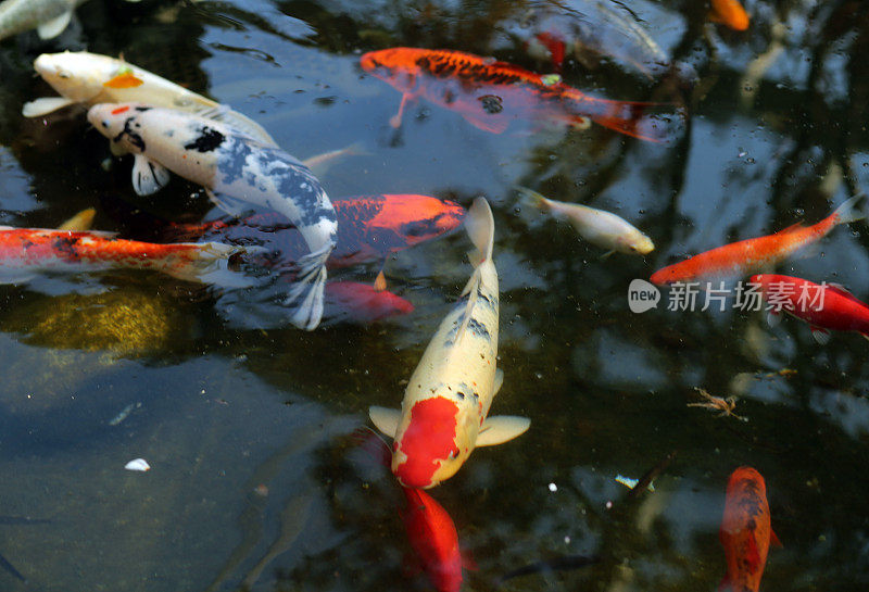 花园里的水族箱里养了很多金鱼