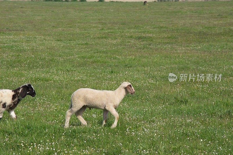 草丛中的绵羊