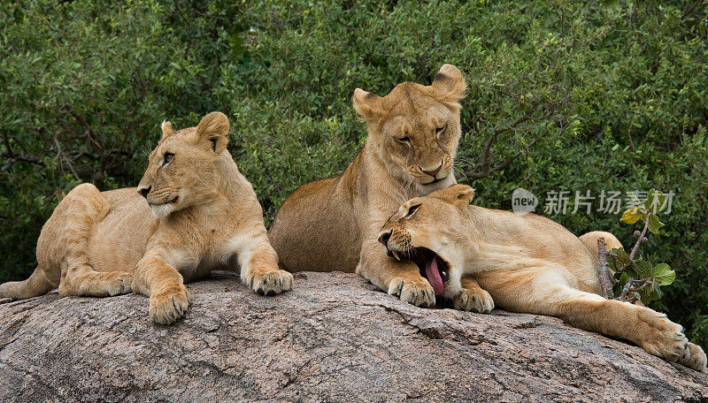 三只母狮子躺在一起。