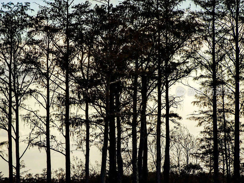 沼泽中日落时树木的剪影