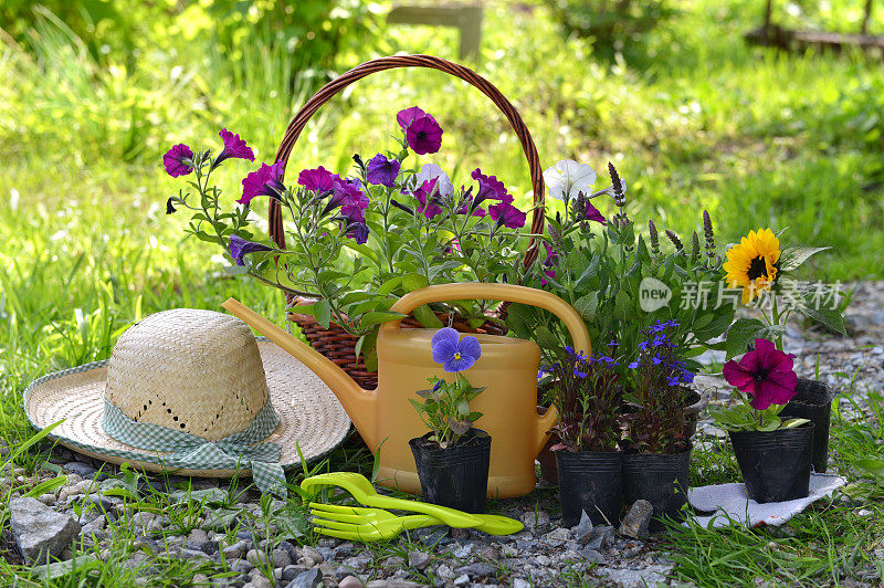 花园静物与草帽，牵牛花和喷壶