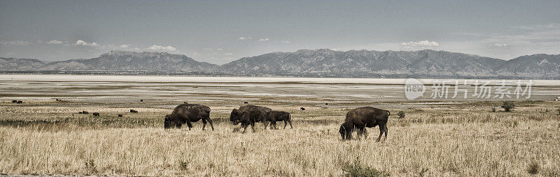 犹他州大盐湖羚羊岛的野牛