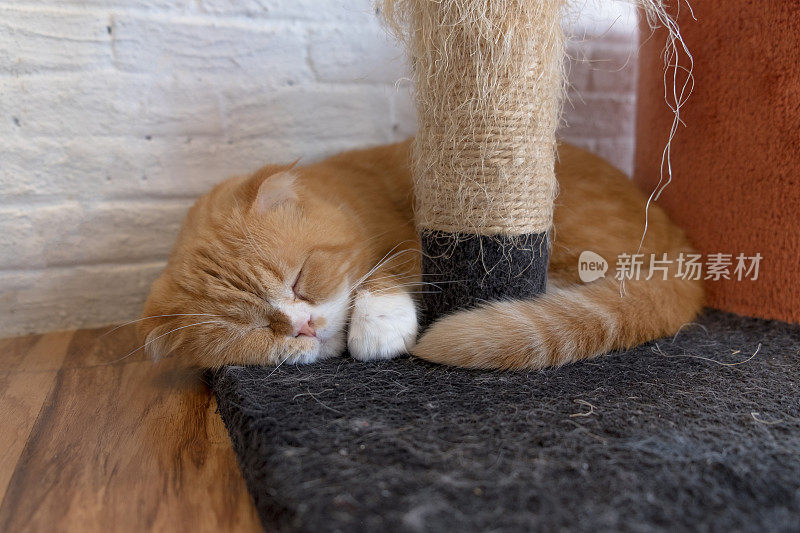 棕色小猫开心的睡觉