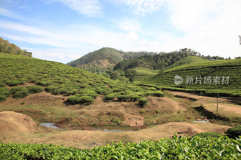 印度喀拉拉邦Thekkady的茶园